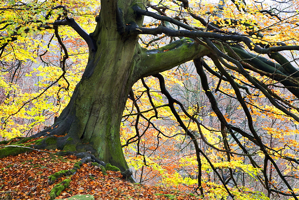 Autumn tree, Bolton Abbey, Yorkshire, England, United Kingdom, Europe