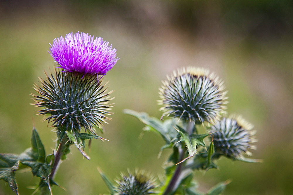 Scottish thistle near Dunnottar Castle, Stonehaven, Aberdeenshire, Scotland, United Kingdom, Europe