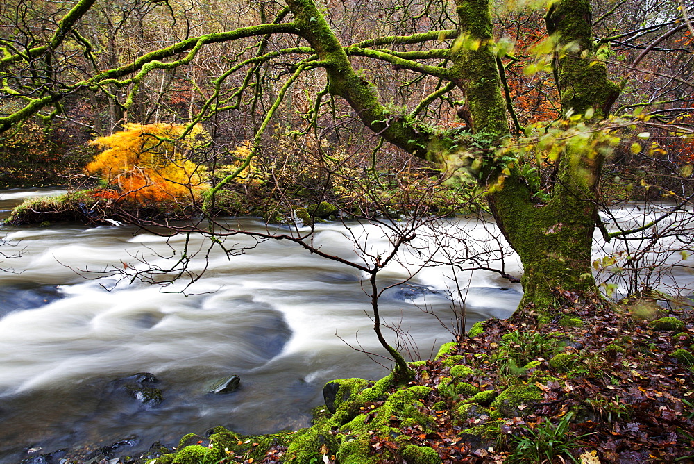 Autumn trees by the River Greta in Brundholme Woods, Keswick, Cumbria, England, United Kingdom, Europe 