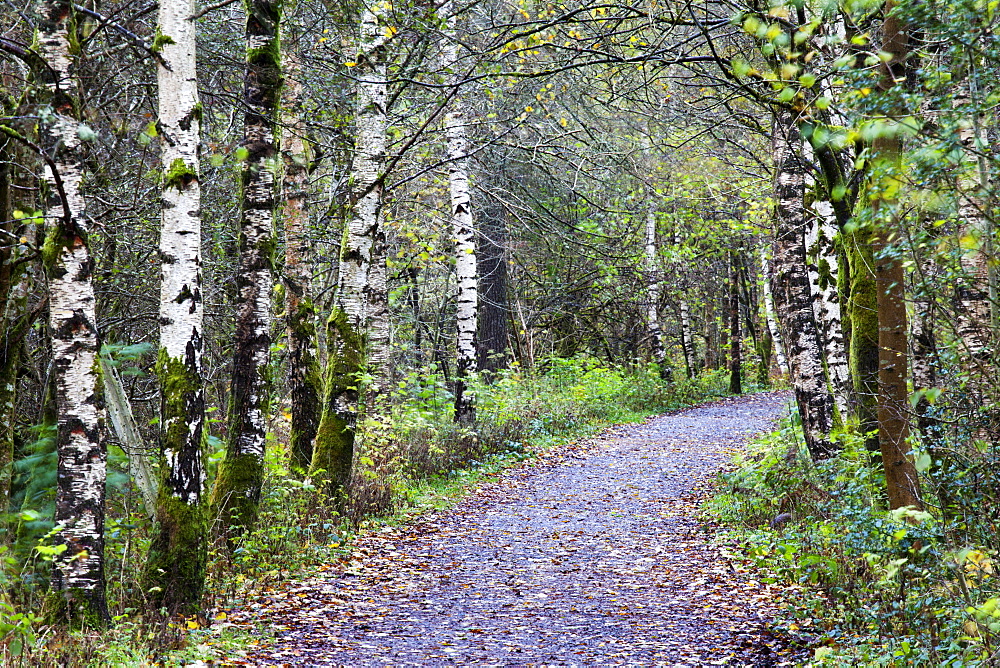 Silver birch trees along the Old Railway Path between Keswick and Threlkeld, Cumbria, England, United Kingdom, Europe 