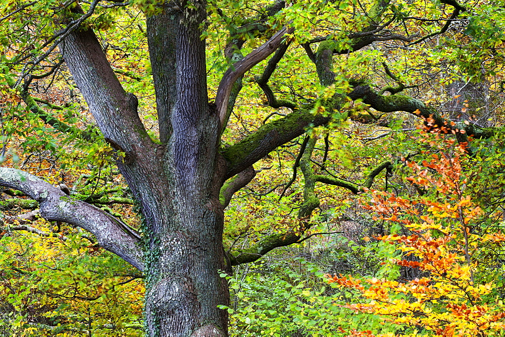 Autumn tree in Borrowdale, Lake District National Park, Cumbria, England, United Kingdom, Europe 