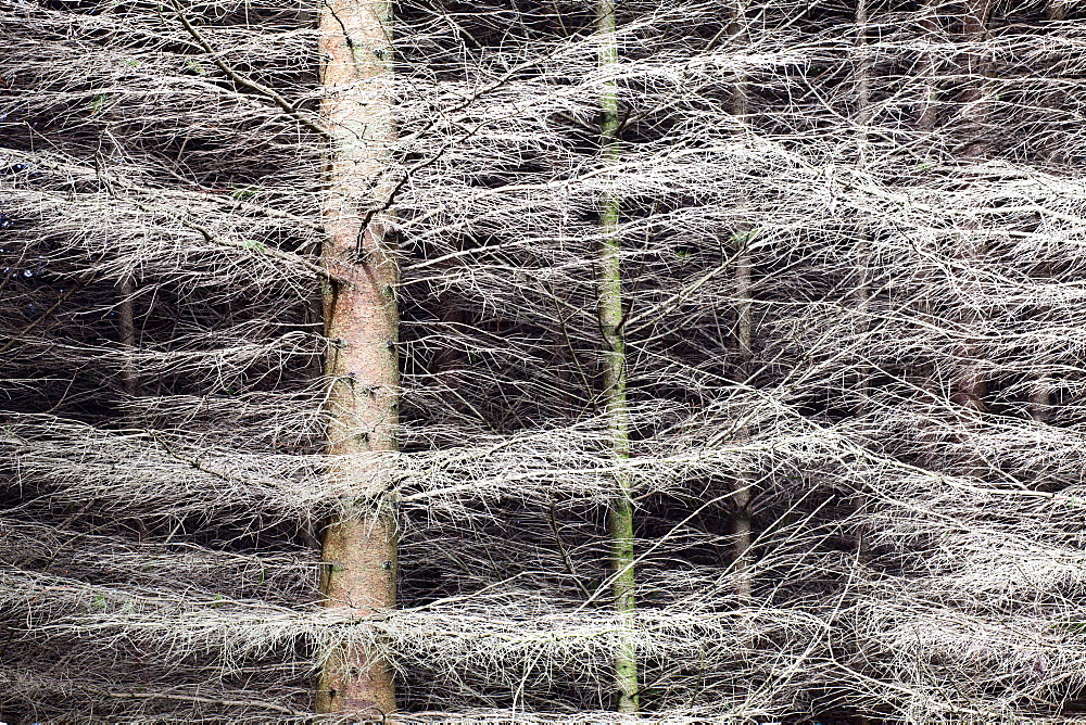 Shimmering Pine Trees in the Nidd Gorge, Knaresborough, Yorkshire, England, United Kingdom, Europe 