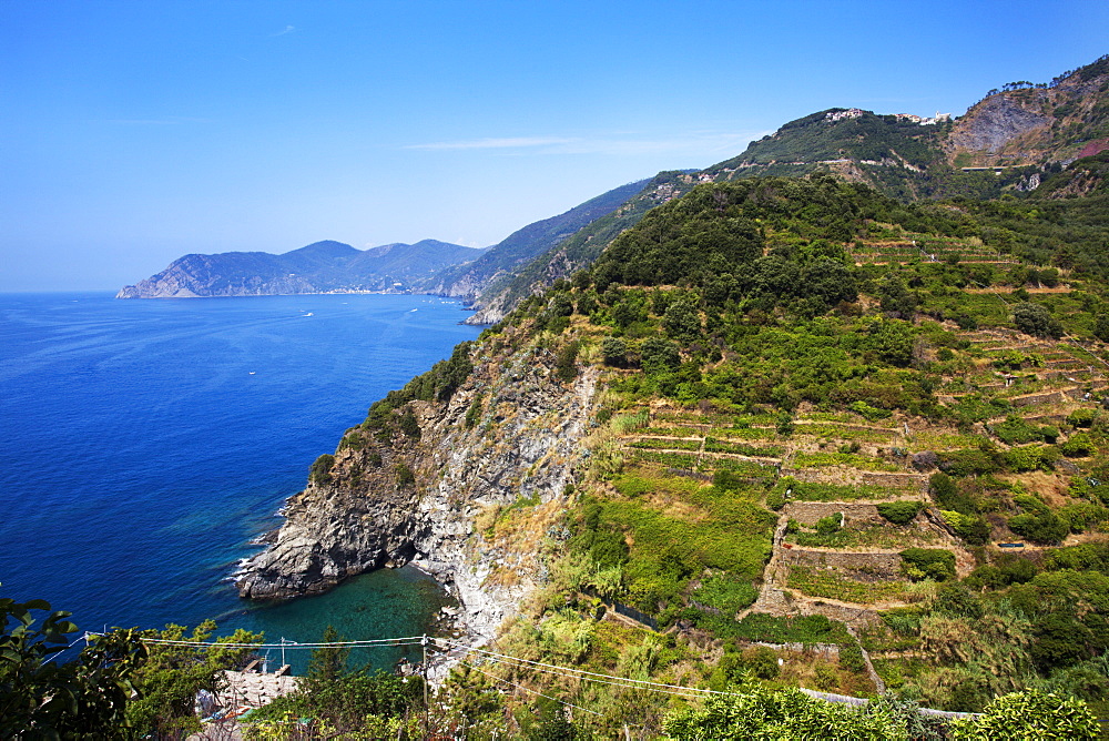 Terraced vineyards at Corniglia, Cinque Terre, UNESCO World Heritage Site, Liguria, Italy, Mediterranean, Europe