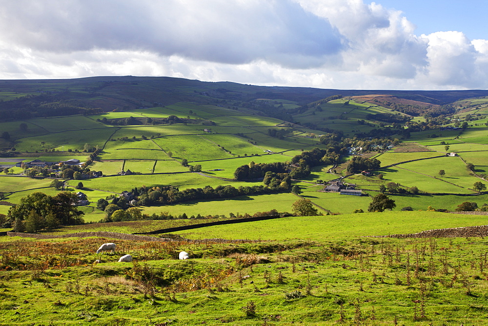 Sheep grazing farmland in Nidderdale, Pateley Bridge, North Yorkshire, Yorkshire, England, United Kingdom, Europe