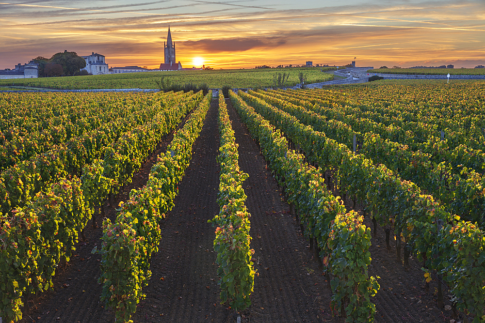 Vineyard at sunrise with bell tower of the monolithic church behind, Saint Emilion, Gironde Department, Nouvelle Aquitaine, France, Europe