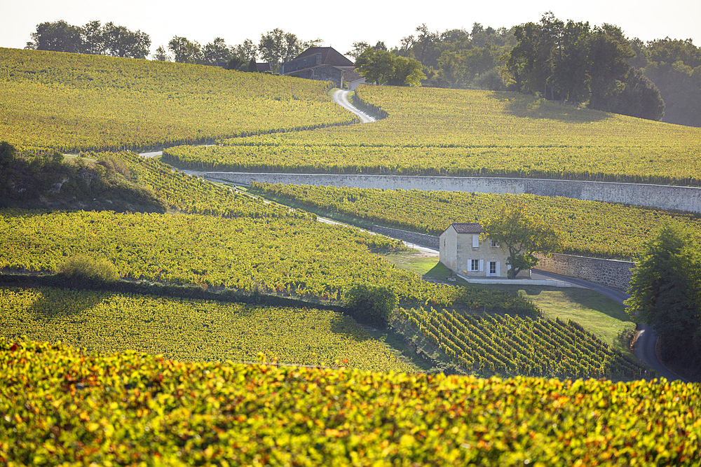 View over vineyards, Saint Emilion, Gironde Department, Nouvelle Aquitaine, France, Europe, Europe