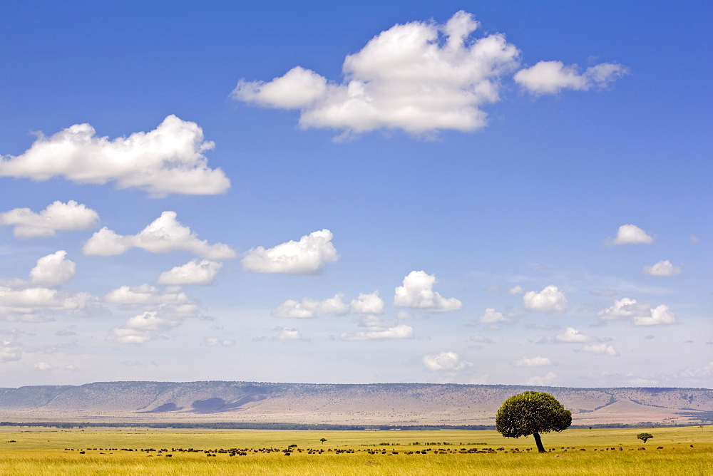 A herd of buffalo dwarfed by the vastness of the Masai Mara plains, Kenya, East Africa, Africa