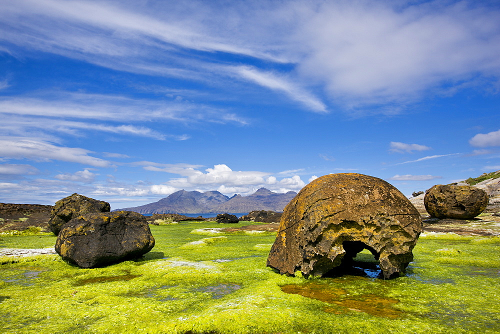 Giant erratic boulders on a seaweed bed on the Isle of Eigg, Inner Hebrides, Scotland, United Kingdom, Europe