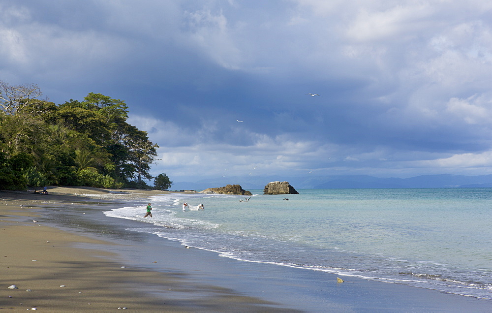 Net fishing on the coast of the Osa Peninsula, Panama, Central America