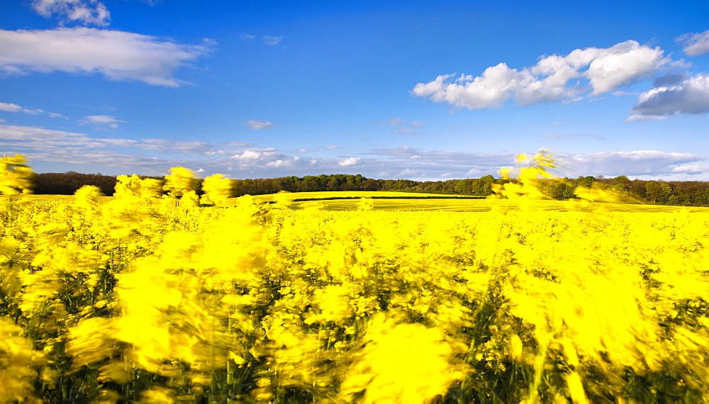 Fields of wind-swept oilseed rape in springtime, Bramham, West Yorkshire, Yorkshire, England, United Kingdom, Europe