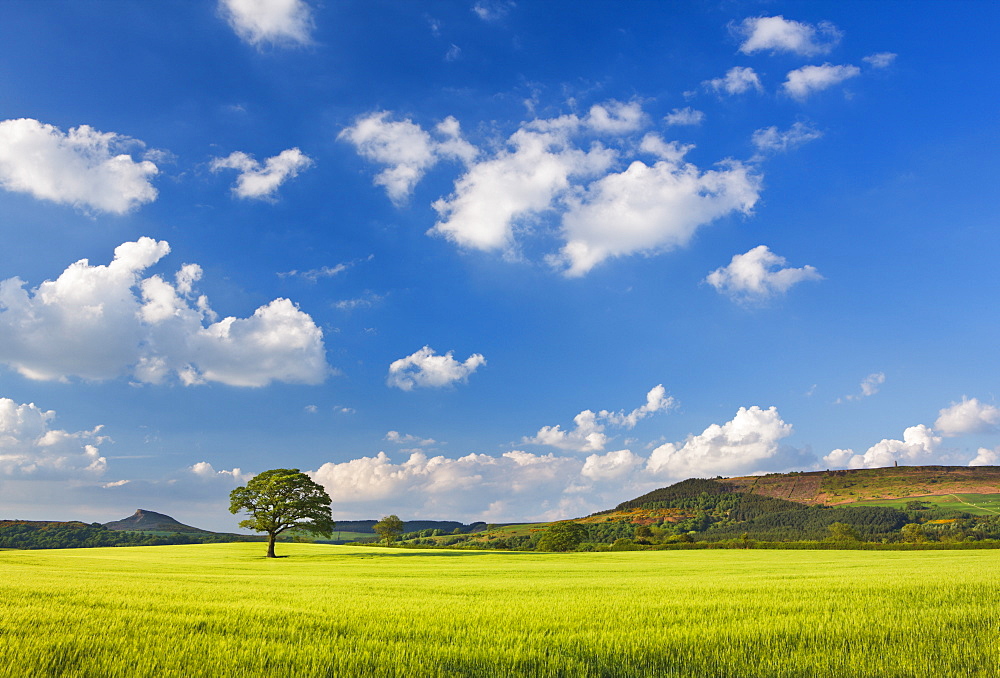 View towards Roseberry Topping and Captain Cook's Monument, Easby, North Yorkshire, Yorkshire, England, United Kingdom, Europe