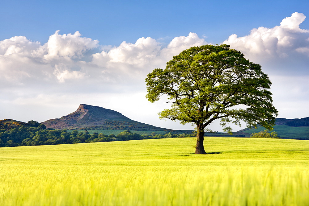 Lone tree in barley field with Roseberry Topping in the distance, North Yorkshire, Yorkshire, England, United Kingdom, Europe