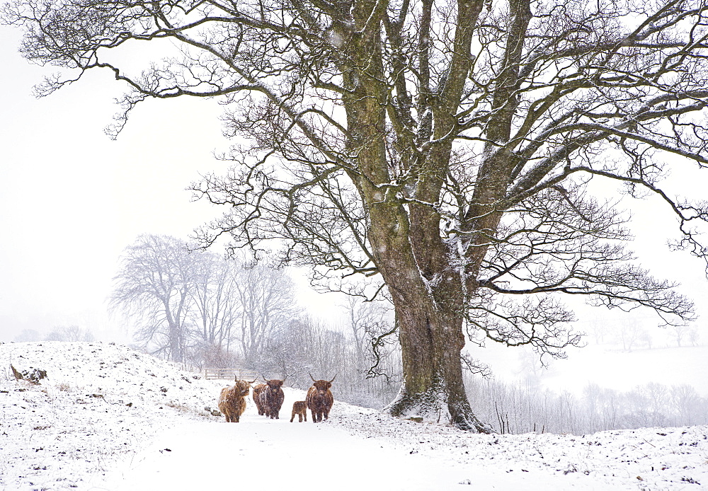 Highland cattle and tree in winter snow, Yorkshire Dales, Yorkshire, England, United Kingdom, Europe