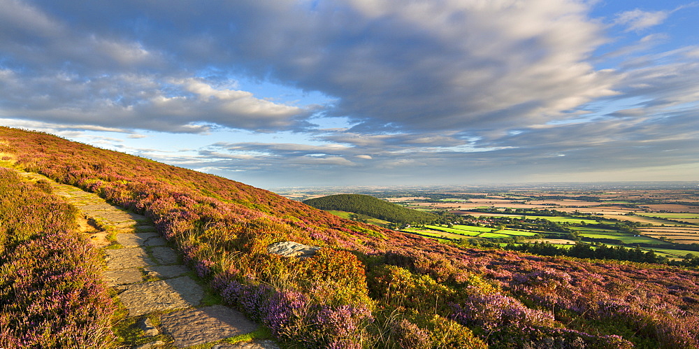 The heather clad Cleveland Way, Little Bonny Cliff and  Whorl Hill, North Yorkshire, Yorkshire, England, United Kingdom, Europe