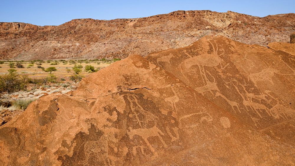 Rock petroglyphs in the sandstone rock at Twyfelfontein, UNESCO World Heritage Site, Namibia, Africa