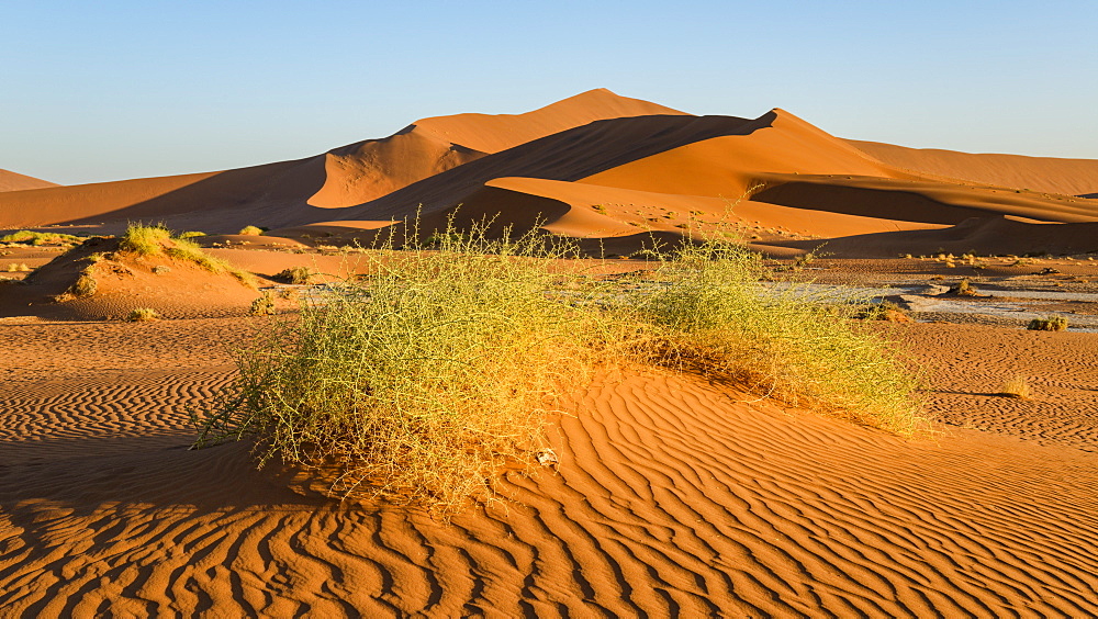 Evening light on the sand dunes at Sossusvlei, Namib Naukluft, Namibia, Africa