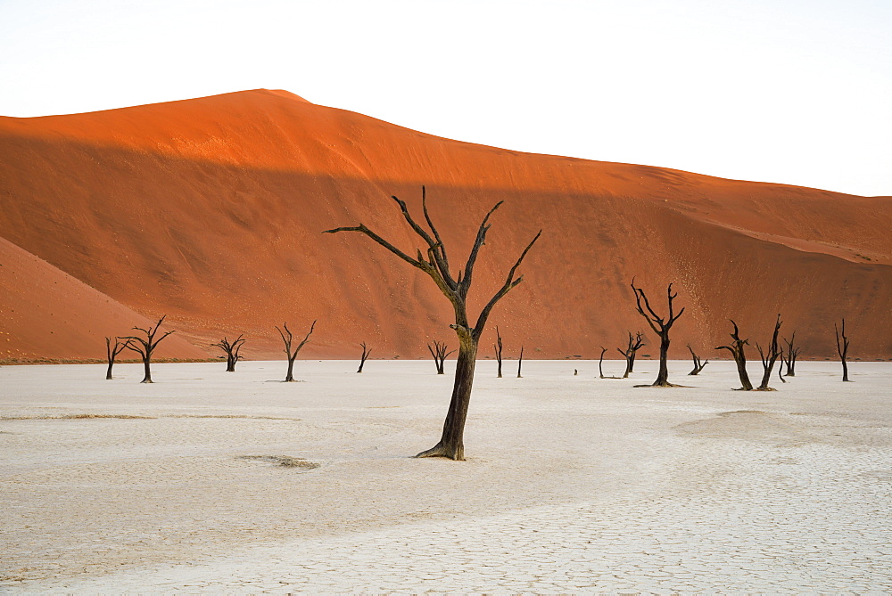 Camelthorn trees (Acacia erioloba) in the clay pans of Deadvlei with Big Daddy dune towering above, Namib Naukluft, Namibia, Africa