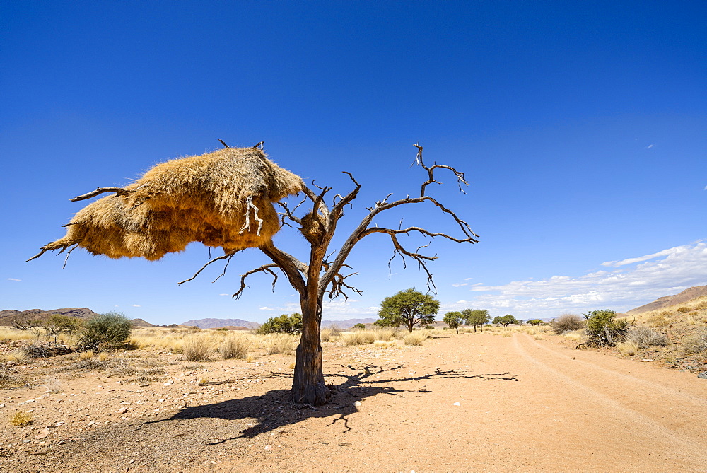 A particularly large social weaver bird nest growing in a dead acacia tree, NamibRand, Namib Desert, Namibia, Africa 