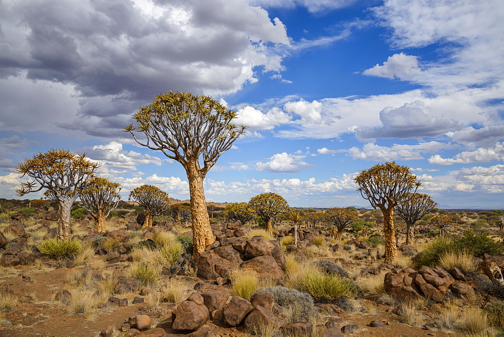 Quiver tree (kokerboom) (Aloe dichotoma) at the Quiver Tree Forest, Keetmanshoop, Namibia, Africa 