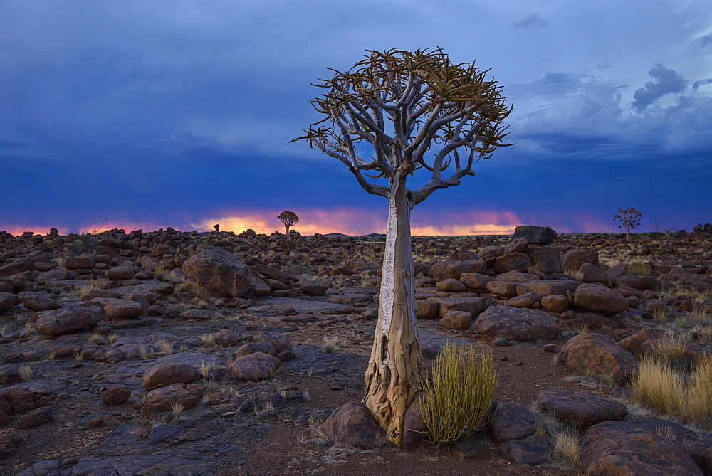 Quiver trees (kokerboom) and boulders against a fiery and stormy sky in the Giant's Playground, Keetmanshoop, Namibia, Africa