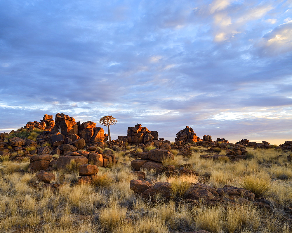 Quiver trees and boulders in the Giant's Playground at dawn, Namibia, Africa