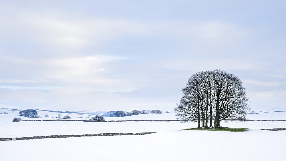 A small copse of trees in the winter snow near Malham, Yorkshire Dales, Yorkshire, England, United Kingdom, Europe