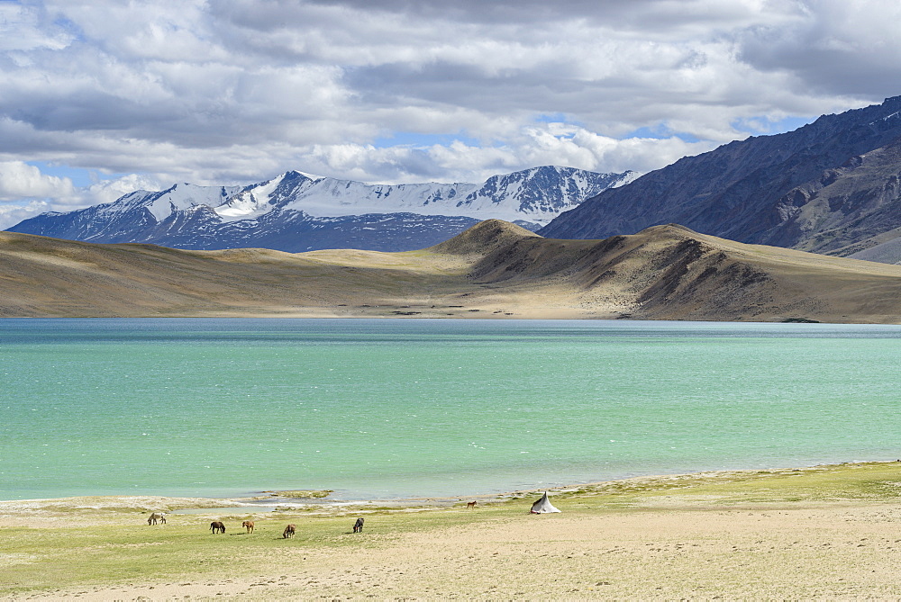 Horses and nomad tents on the shores of Tso Thadsang Karu, Ladakh, India, Asia