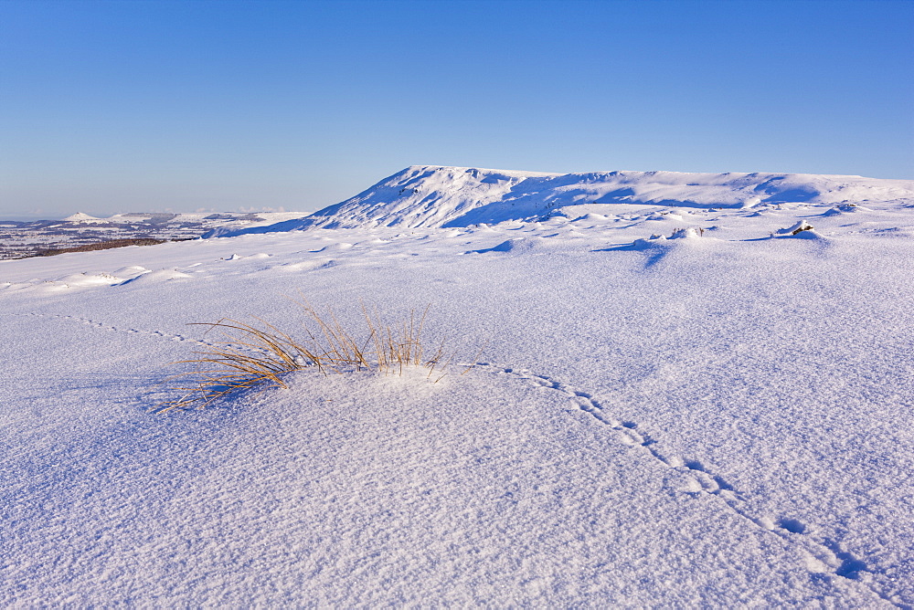 Grouse tracks across deep snow above the Cleveland Way on the North Yorkshire Moors, with Roseberry Topping in the distance, Yorkshire, England, United Kingdom, Europe