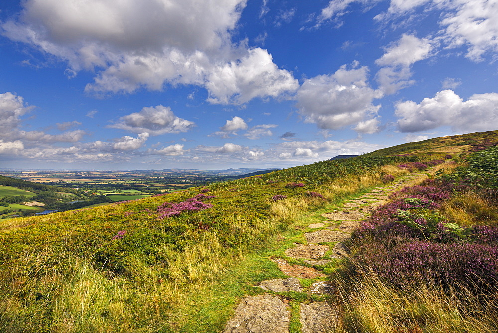 The Cleveland Way, flanked by heather in summertime, North Yorkshire Moors, Yorkshire, England, United Kingdom, Europe