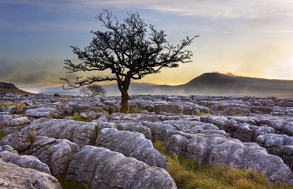 Ingleborough and hawthorn tree at dawn from Twistleton Scars in the Yorkshire Dales, Yorkshire, England, United Kingdom, Europe