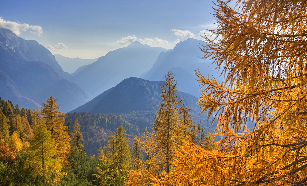 Golden larches and the Julian Alps from the Mangart Pass, Gorenjska, Slovenia, Europe