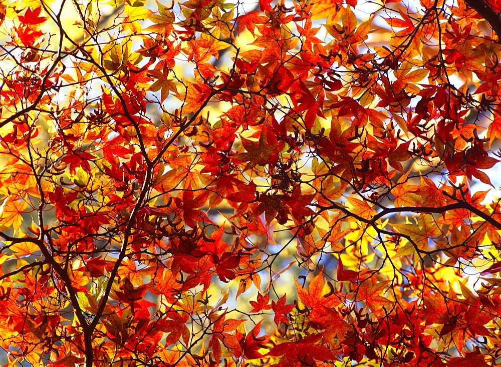 Canopy of acer leaves in autumn, North Yorkshire, Yorkshire, England, United Kingdom, Europe