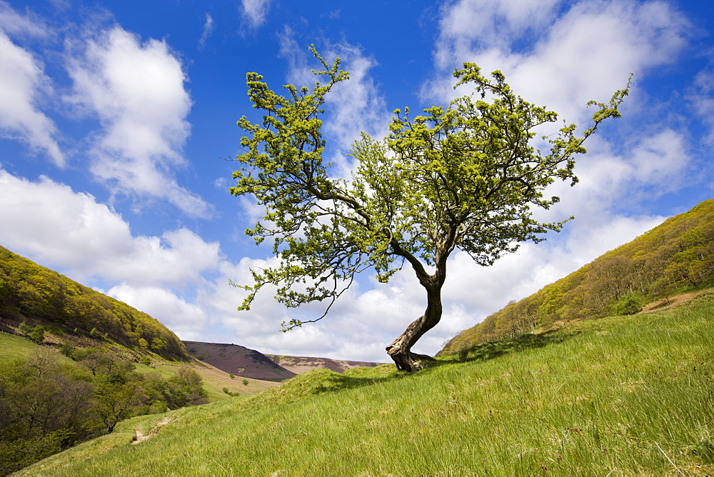 Hawthorn tree near the Hole of Horcum, North Yorkshire Moors, Yorkshire, England, United Kingdom, Europe