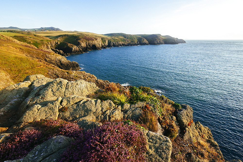 Strumble Head, Pembrokeshire Coast National Park, Wales, United Kingdom, Europe