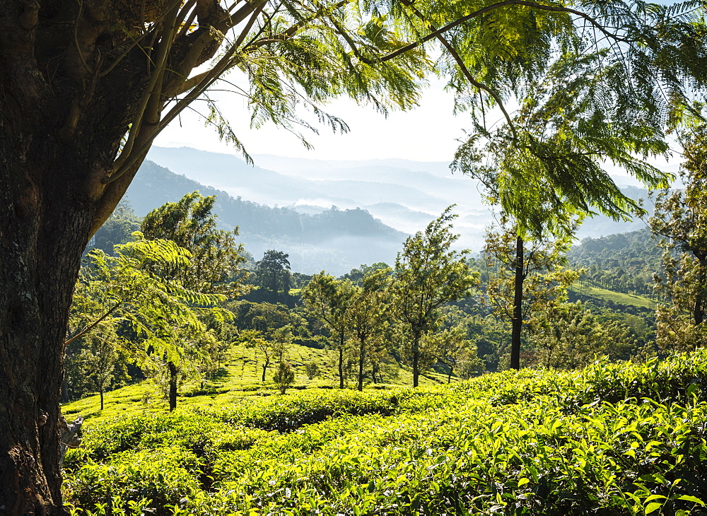 Tea Plantations near Munnar, Kerala, India, South Asia