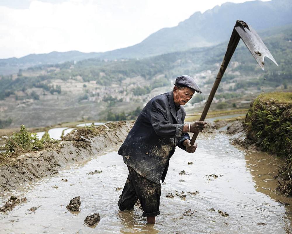 Farmer working in rice terrace, Duoyishu, UNESCO World Heritage Site, Yuanyang, Yunnan Province, China, Asia