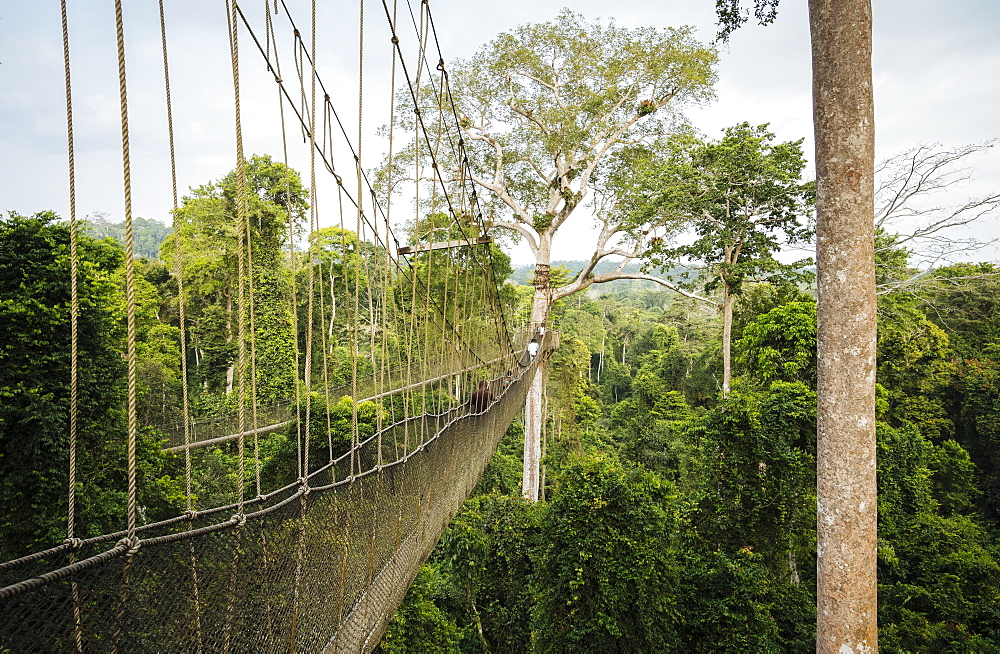 Tourists on Canopy Walkway through tropical rainforest in Kakum National Park, Ghana, Africa