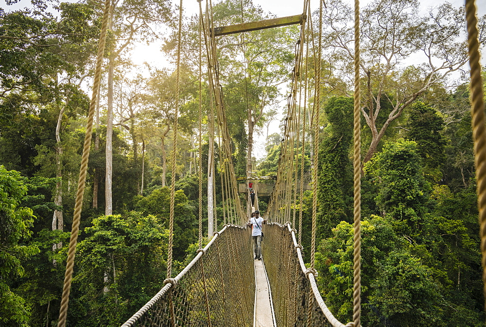 Canopy Walkway through tropical rainforest in Kakum National Park, Ghana, Africa