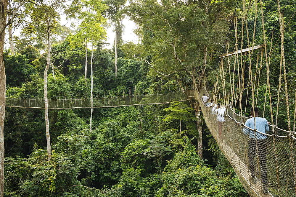 Canopy Walkway through tropical rainforest in Kakum National Park, Ghana, Africa