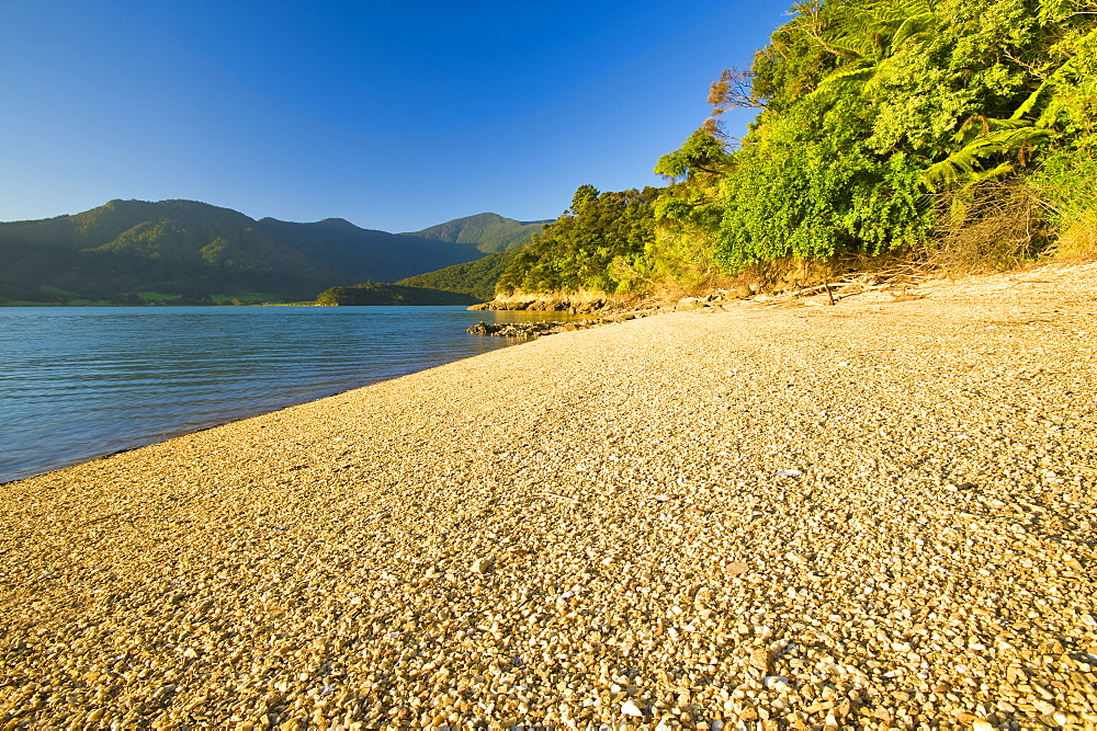 Kenepuru Sound, South Island, New Zealand, Pacific