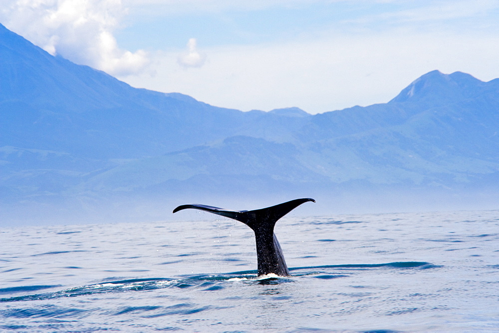 Kaikoura, South Island, New Zealand, Pacific