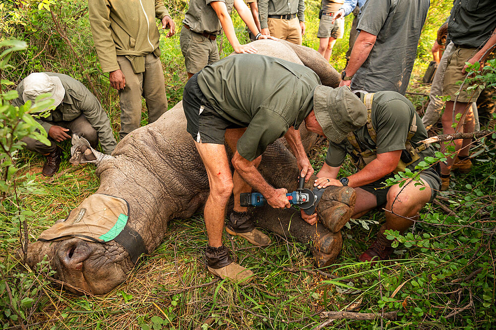 Rhino Collaring Operation in Marataba Conservation Camp, Marakele National Park, South Africa, Africa