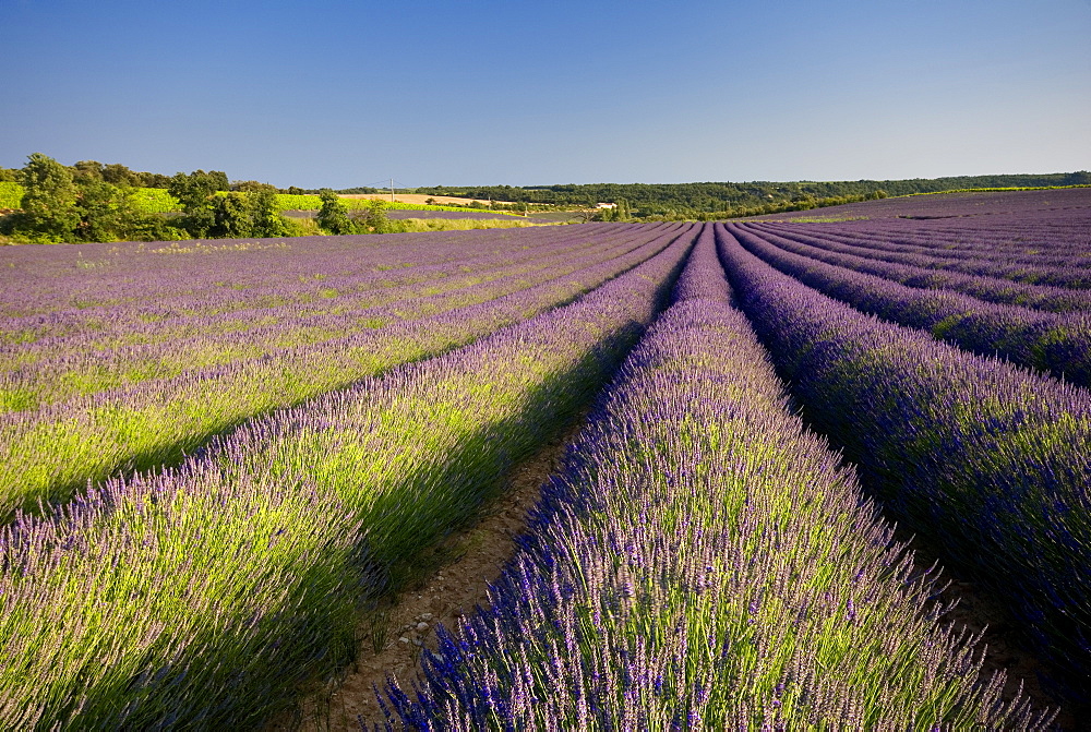 Lavender fields, Provence, France, Europe