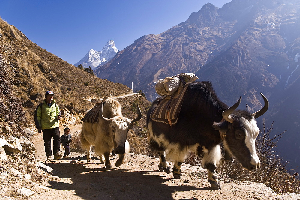 Yaks on trail, Khumbu (Everest) Region, Nepal, Himalayas, Asia