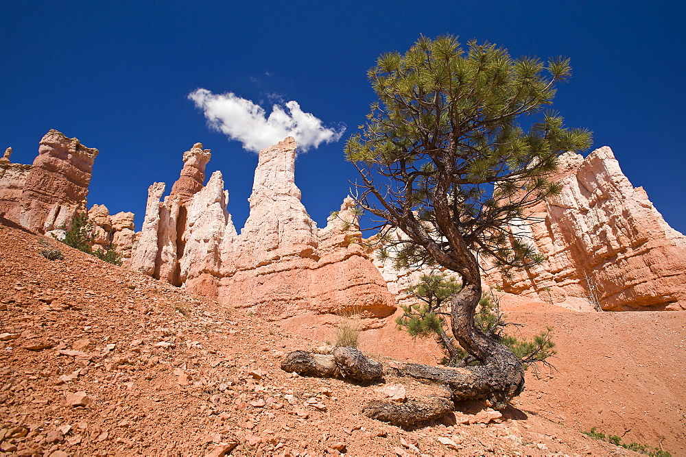 Bryce Canyon, Bryce Canyon National Park, Utah, United States of America, North America