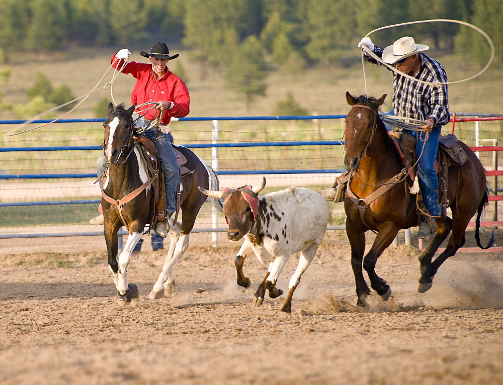 Bryce Rodeo, Bryce, Utah, United States of America, North America