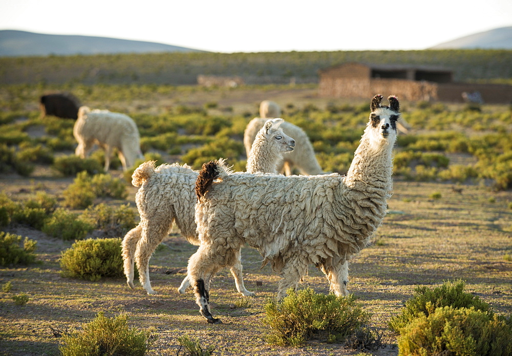 Llamas at dusk, Villa Alota, Southern Altiplano, Bolivia, South America