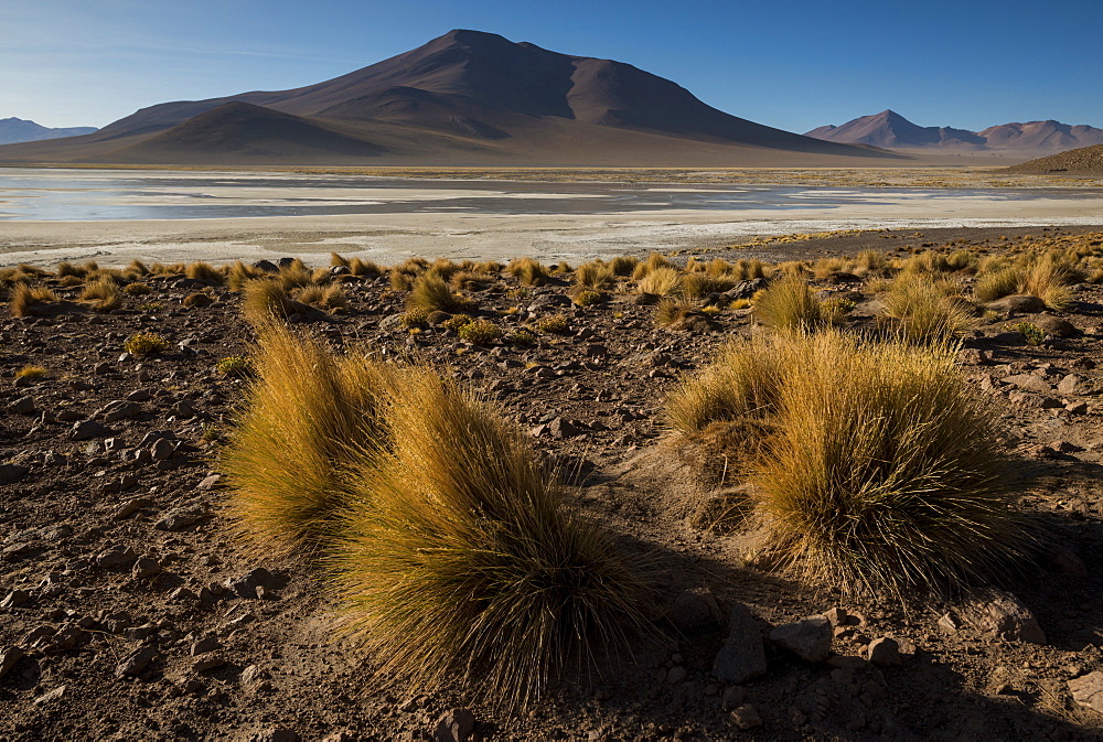 Laguna Polques, Reserva Eduardo Avaroa, Bolivia, South America