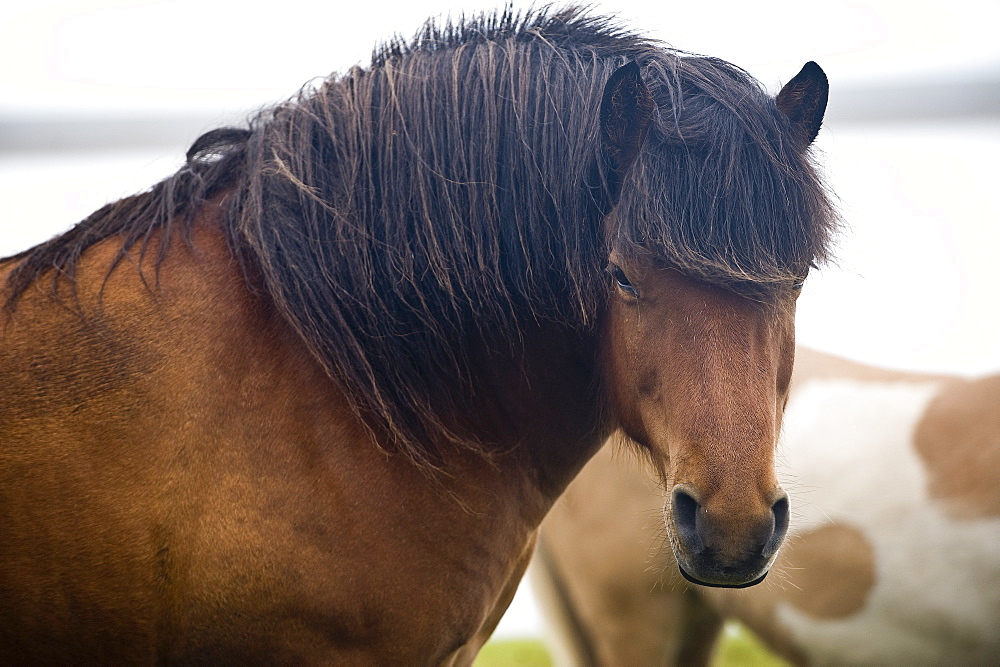 Wild Horses, South Iceland, Iceland, Polar Regions