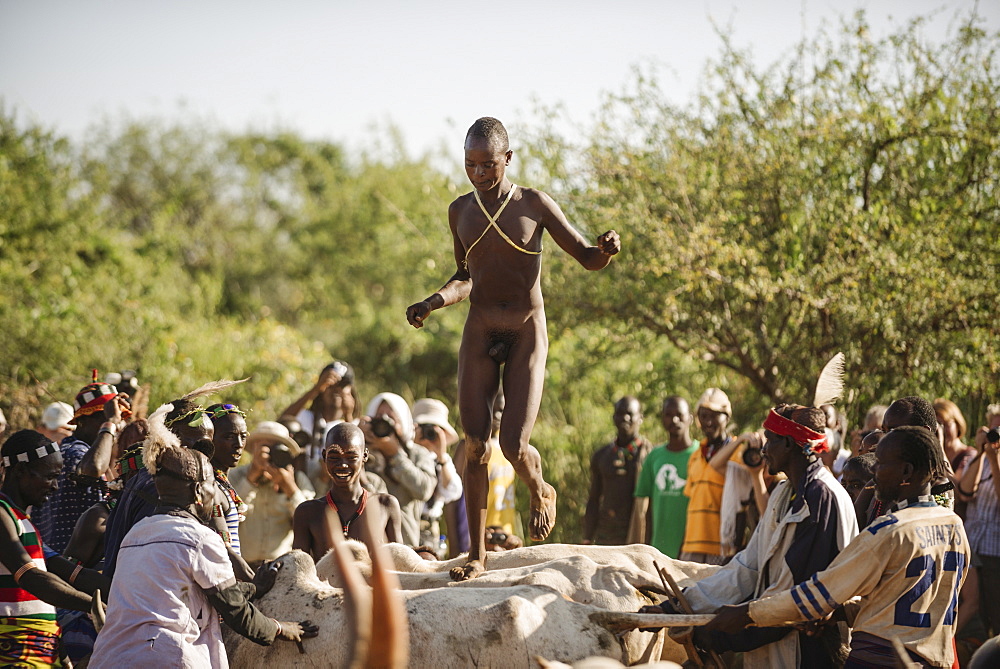 Jumping of the Bulls Ceremony, Hamar Tribe, Turmi, Omo Valley, Ethiopia, Africa
